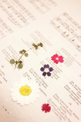 押し花の作り方は?好きな花を綺麗に保存!押し花を使った小物も!のイメージ