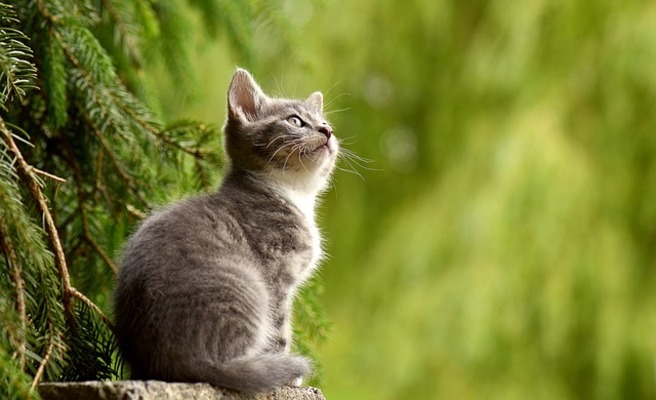 【夢占い】猫が出てくる夢の意味63選!良い意味も悪い意味も! のイメージ
